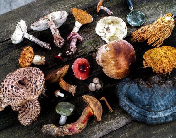 Medicinal Mushrooms: Nature’s Boost for Your Brain
